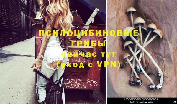 ПСИЛОЦИБИНОВЫЕ ГРИБЫ Алексин